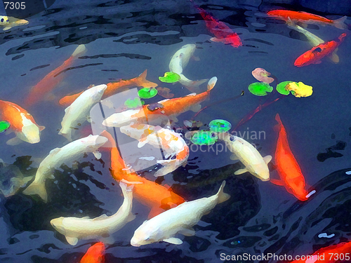 Image of Koi Carp