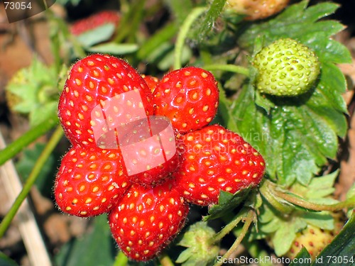 Image of mutant strawberries