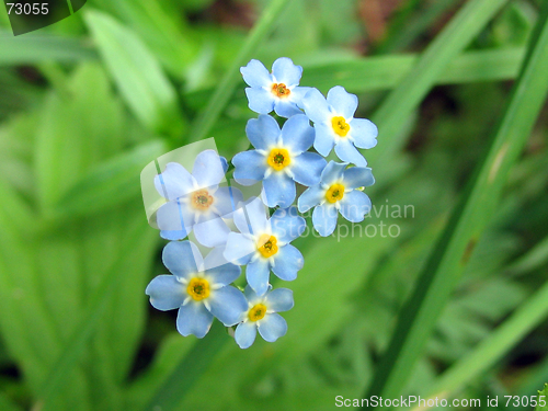 Image of tiny blue flowers