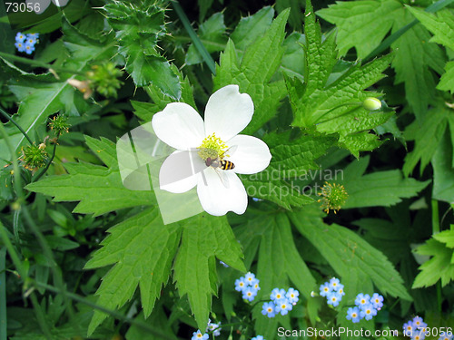 Image of bee on white flower