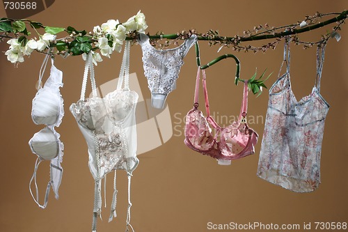 Image of Females undies