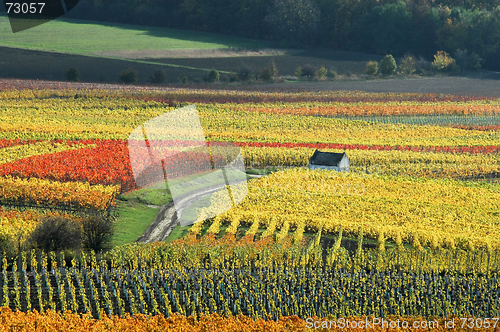 Image of Vineyards on autumn colors