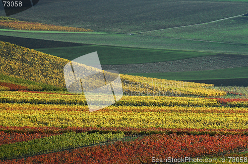 Image of Vineyards in autumn colors
