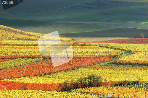 Image of Vineyards in autumn colors