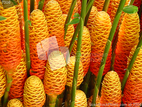 Image of Tropical Wax flowers