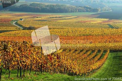 Image of Vineyards in autumn colors
