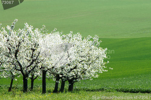 Image of Cherry garden