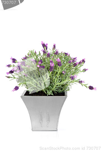 Image of Lavender Herb Flowers