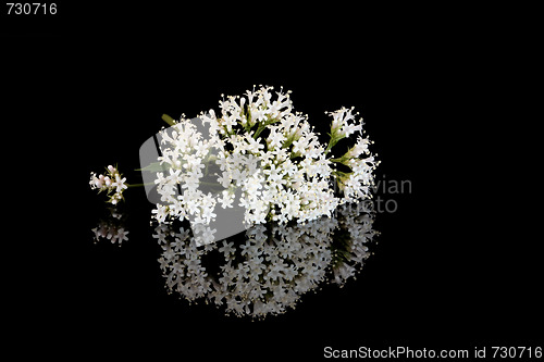 Image of Valerian Flowers