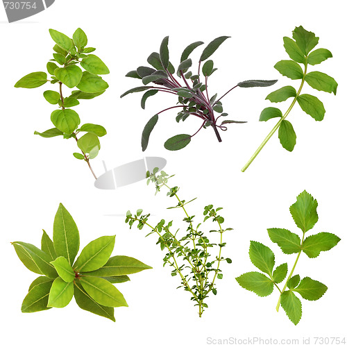 Image of Herb Leaf Selection