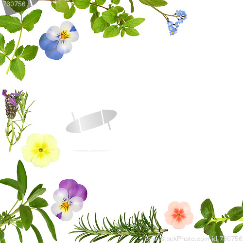 Image of Flower and Herb Leaf Border