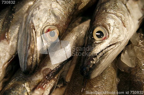 Image of Details of raw fresh fish close-up