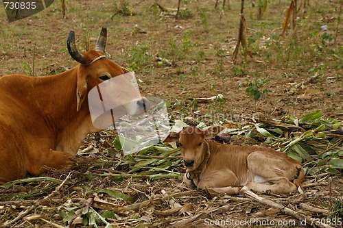 Image of A cow and a calf, resting on the field