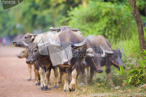 Image of thailand: cows and buffalos on the way back from the field