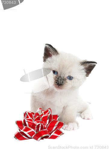 Image of Siamese Kitten With Bow