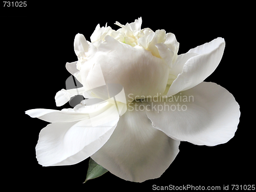 Image of white peony