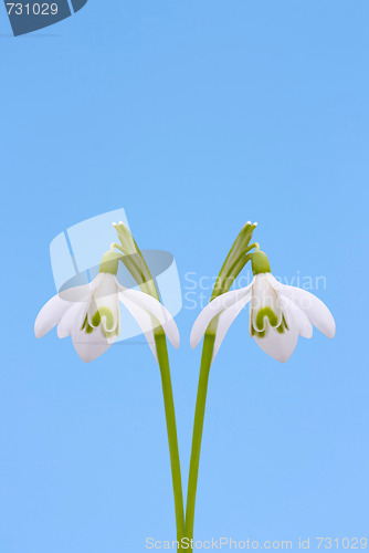 Image of  Snowdrop