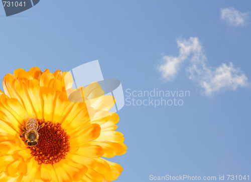 Image of Marigold with Sky