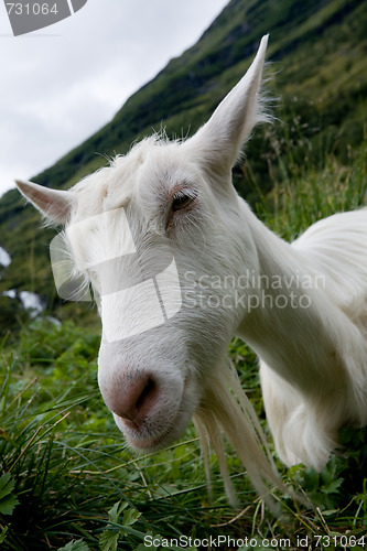 Image of  white goat