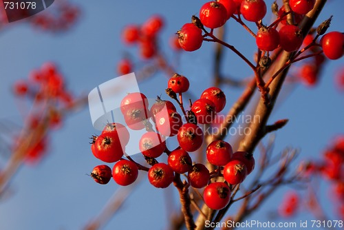 Image of Rowan Berries