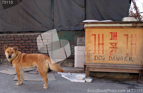 Image of Dog danger