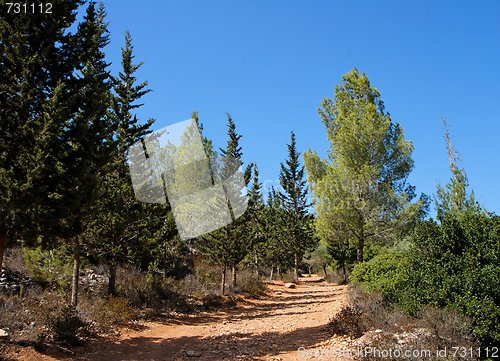 Image of Empty hiking trail in the pine and cypress woods 