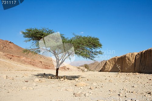 Image of Acacia tree in the desert