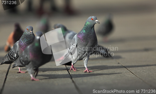 Image of Walking pigeons