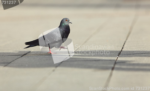Image of Pigeon walking