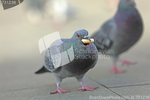 Image of Pigeon feeding