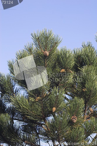 Image of Conifer tree with blue sky