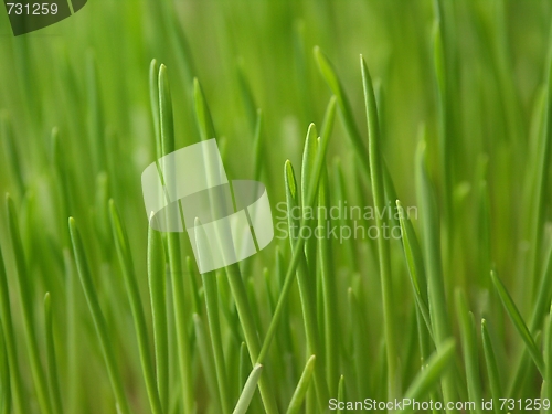 Image of fresh green grass