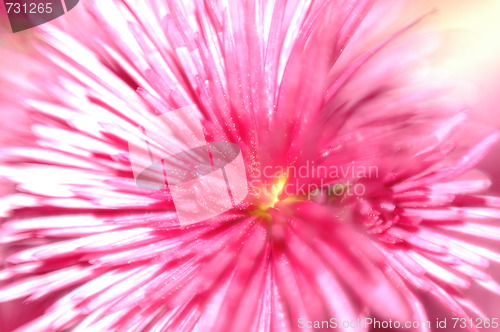 Image of  macro chrysanthemum