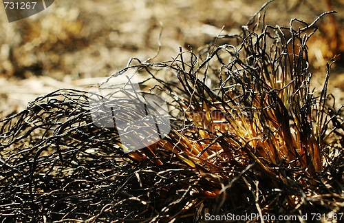 Image of burned grass