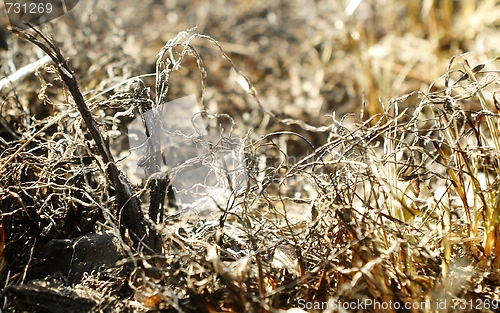 Image of burned grass