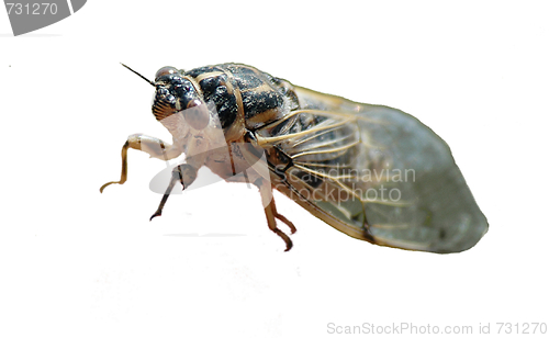 Image of Cicada isolated on white