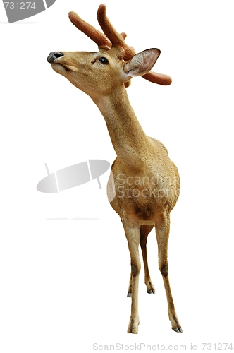 Image of Yung deer isolated on white