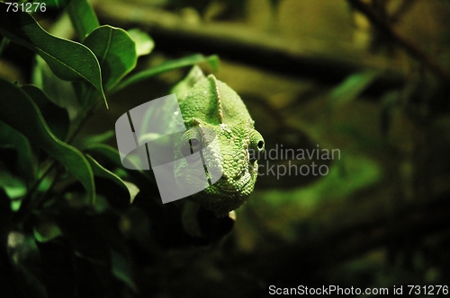 Image of green chameleon 