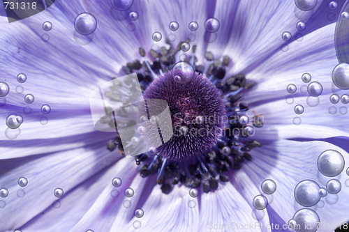 Image of purple flower with bubbles