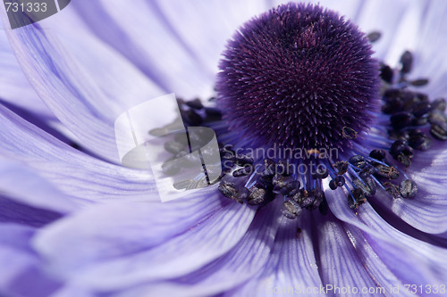 Image of purple flower