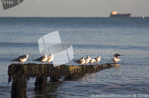 Image of Seagulls on groyne  in sea with boat behind