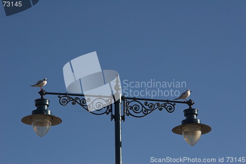 Image of Seagulls resting on fancy lampost