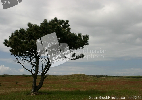 Image of lonely tree