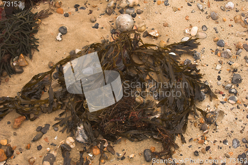 Image of Seaweed on beach