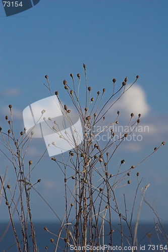 Image of Seedheads with blue sky