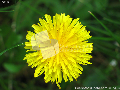 Image of Dandelion Flower
