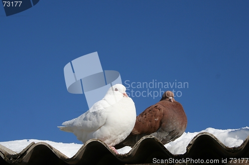 Image of love birds