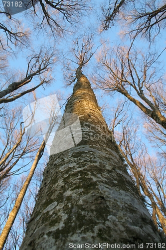 Image of winter forest