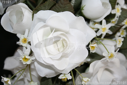 Image of White roses