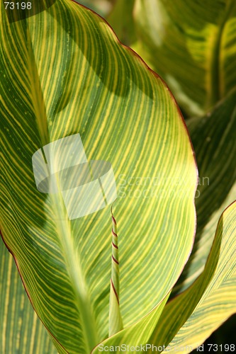 Image of Variagated leaves